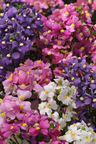 Nemesia Poetry Mixed Jumbo Six Pack