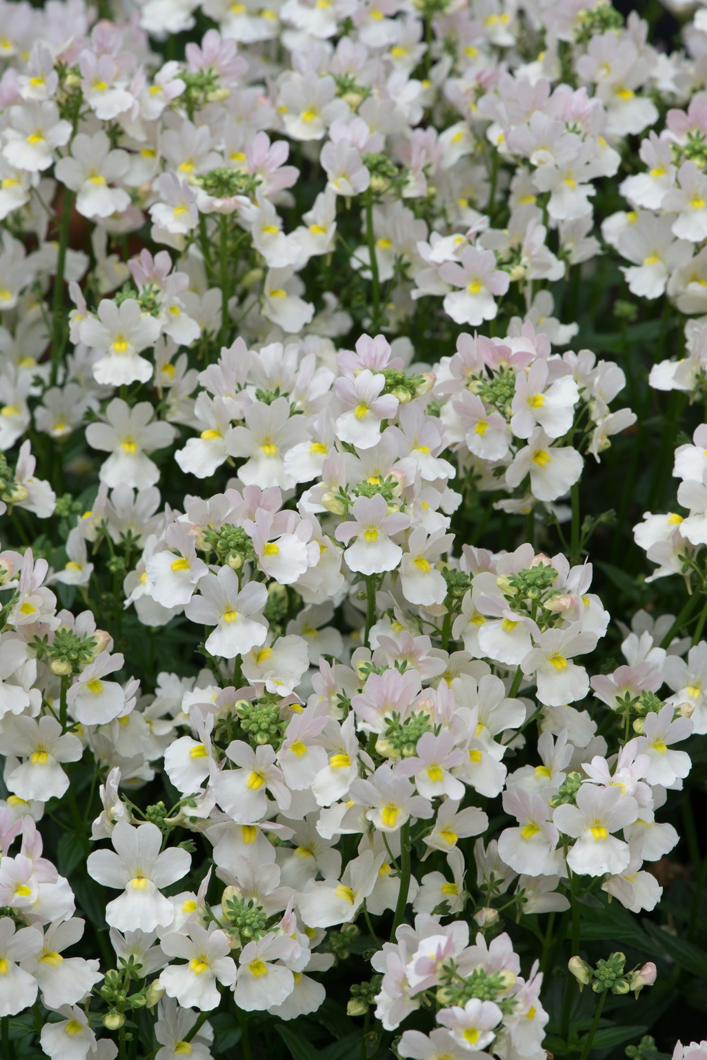 Nemesia Wisley Vanilla 1 Litre - Stewarts Garden Centre