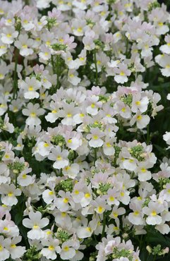 Nemesia Wisley Vanilla Premium Plug