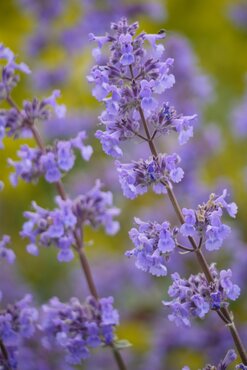 Nepeta Blue Moon 2 Litre