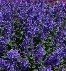 Nepeta Junior Walker 2 Litre