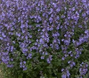 Nepeta Kitten Around 2 Litre