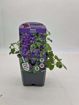 Nepeta Mussinii 9cm