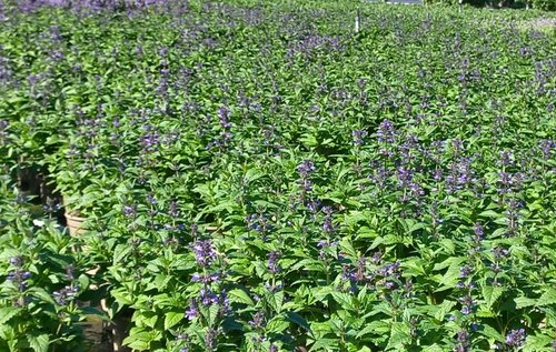 Nepeta Neptune 3 litre - image 1