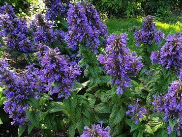 Nepeta Neptune 3 Litre