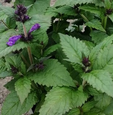 Nepeta Neptune 3 litre - image 2