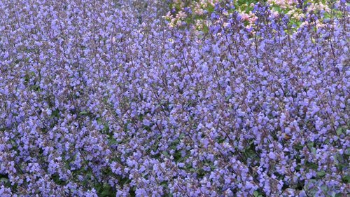 Nepeta Purrsian Blue 2 Litre