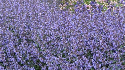 Nepeta Purrsian Blue 3 Litre