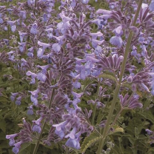 Nepeta Six Hills Giant 2 Litre