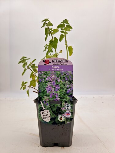 Nepeta Six Hills Giant 9cm