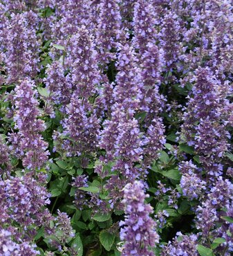 Nepeta Whispurr Blue 2 Litre