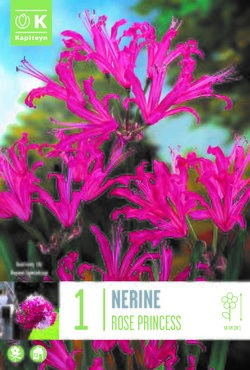 Nerine Sardiensis Rose Princess x 1