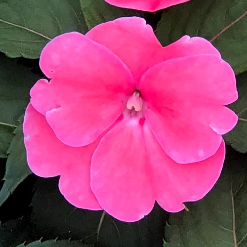 New Guinea Impatiens Pink Jumbo Six Pack