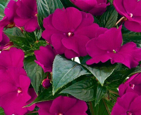 New Guinea Impatiens Violet Jumbo Six Pack