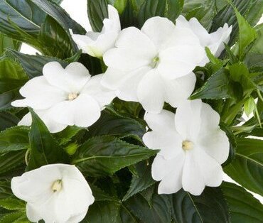 New Guinea Impatiens White Jumbo Six