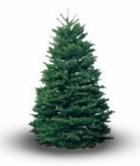 Noble Fir Premium Cut Christmas Tree 180/210cm (6/7 foot)