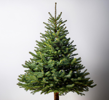 Noble Fir Premium Cut Christmas Tree 125/150cm (4/5 foot)