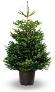 Nordmann Fir Premium Pot Grown 100-125cm