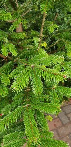 Nordmann Fir Premium Pot Grown 100-125cm - image 2