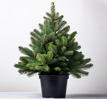 Nordmann Fir Premium Pot Grown 100-125cm - image 1