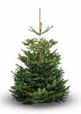 Nordmann Premium Cut Christmas Tree 150/180cm (5/6ft)