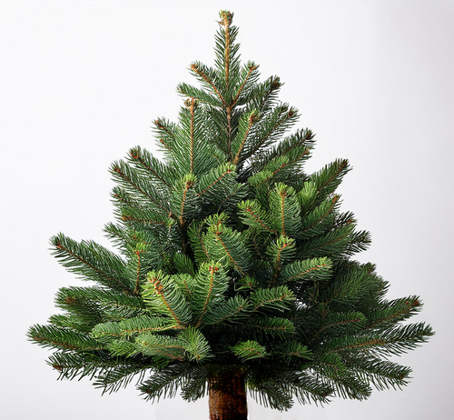 Nordmann Premium Cut Christmas Tree 150/180cm (5/6 foot) - image 1