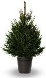 Norway Spruce Premium Pot Grown 80-100cm