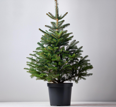 Norway Spruce Premium Pot Grown 80-100cm - image 1