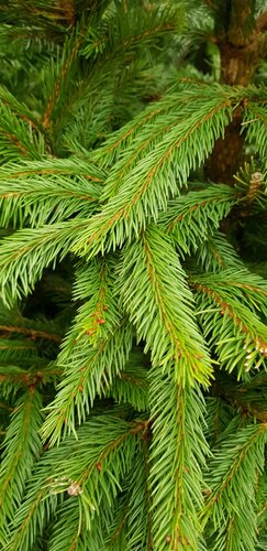 Norway Spruce Premium Pot Grown 80-100cm - image 2