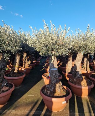 Olea Europaea Large Bonsai 90L - image 1