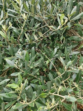 Olea Europaea Large Bonsai 90L - image 2