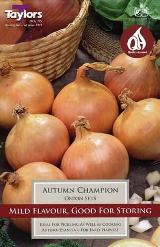 Onion Autumn Champion