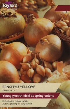 Onion Senshyu Yellow