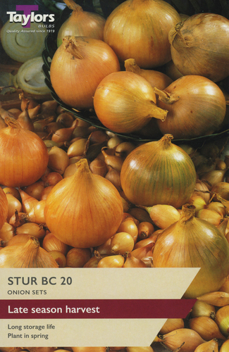 Onion Stur BB 20