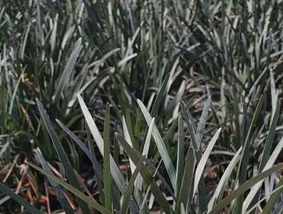 Ophiopogon Niger 2 Litre