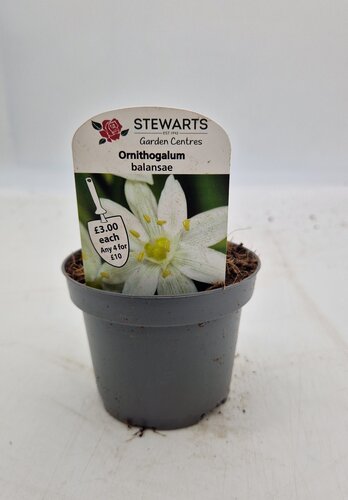 Ornithogalum Balansae Potted Bulb 9cm