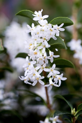 Osmanthus Burkwoodii 3 Litre