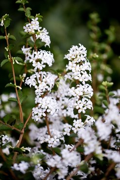 Osmanthus Delavayi 3 Litre