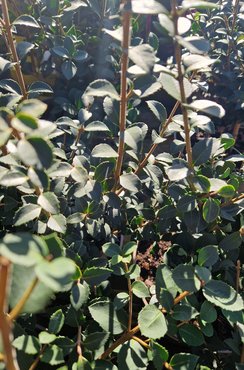 Osmanthus Delavayi Latifolius 3 Litre