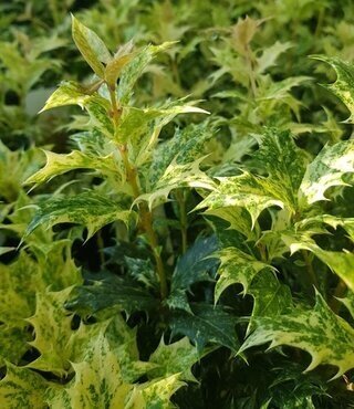 Osmanthus Goshiki 3 Litre - image 1