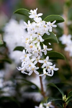 Osmanthus X Burkwoodii 2 Litre