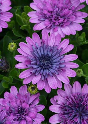 Osteospermum 3D Double Pink Plug