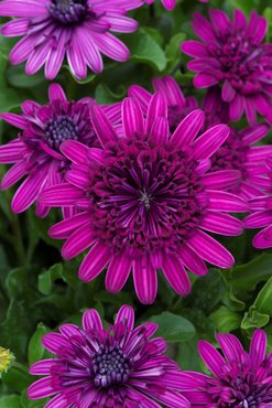 Osteospermum 3D Double Purple Plug