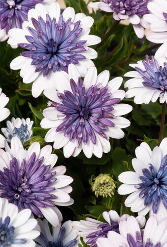 Osteospermum 3D Double Steel Blue Plug