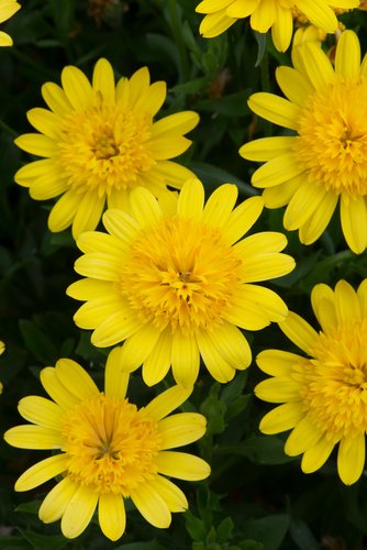 Osteospermum 3D Double Yellow Plug