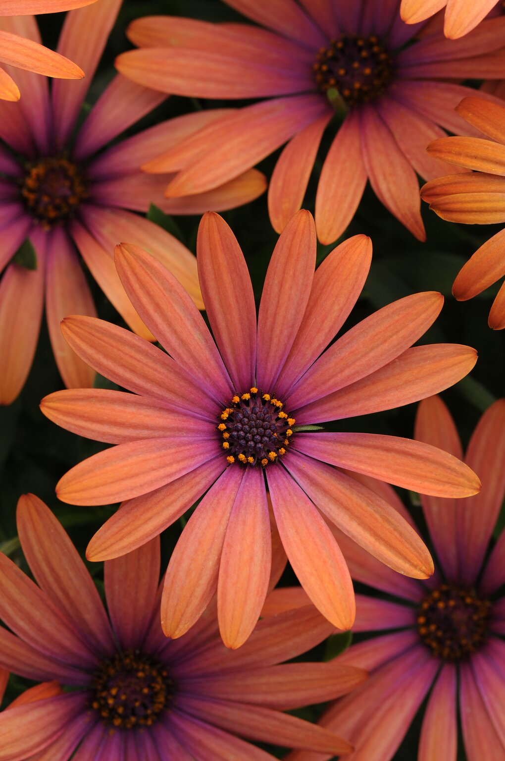 Osteospermum Bronze 10.5cm - Stewarts Garden Centre