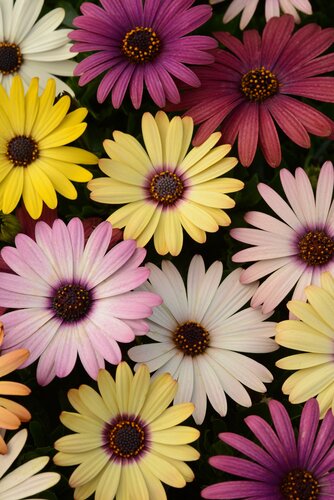 Osteospermum Grand Canyon Jumbo Six Pack