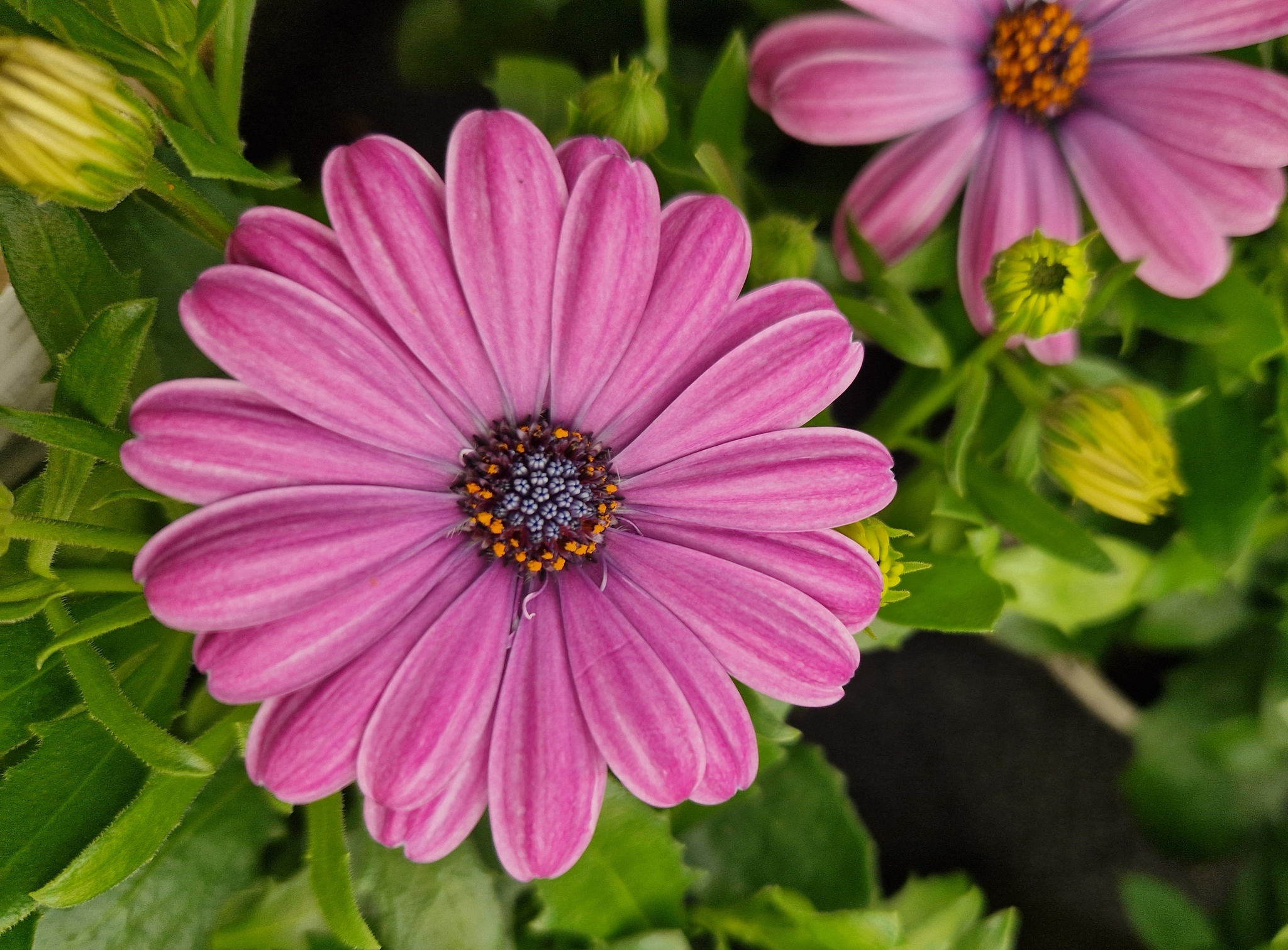 Osteospermum Lavender 1 Litre - Stewarts Garden Centre