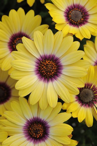 Osteospermum Serenity Blue Eye Beauty Plug