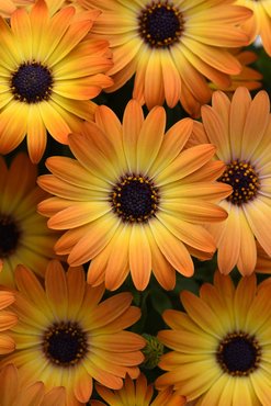 Osteospermum Serenity Sunshine Beauty Plug